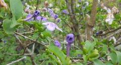 Brunfelsia uniflora