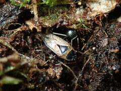 Xanthochilus quadratus