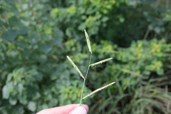 Paspalum denticulatum
