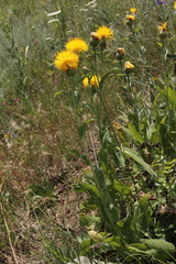 Centaurea
