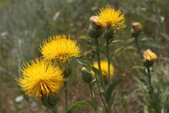 Centaurea