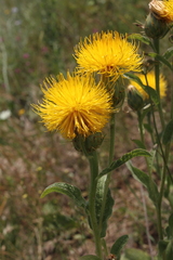 Centaurea