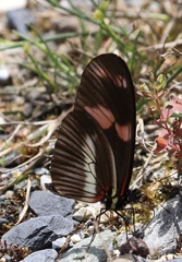 Heliconius telesiphe