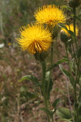 Centaurea