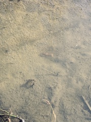 Pacifastacus leniusculus