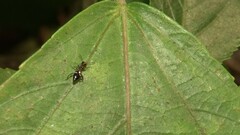 Anthelephila imperatrix