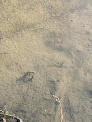 Pacifastacus leniusculus