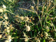 Eryngium coronatum