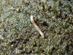 Blaniulidae