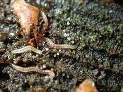 Blaniulidae