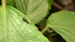 Anthelephila imperatrix