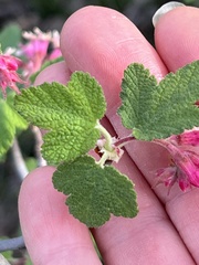 Ribes malvaceum