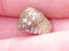 Steromphala cineraria