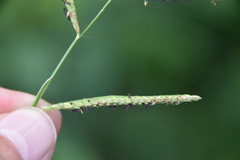 Paspalum denticulatum