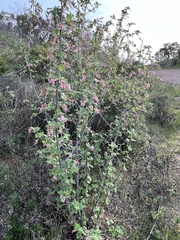 Ribes malvaceum