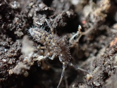 Orchesella villosa