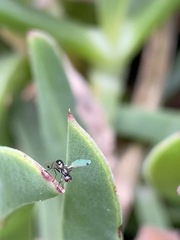Parapalaeosepsis plebeia