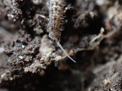 Orchesella villosa