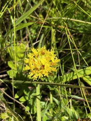 Leobordea