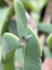 Parapalaeosepsis plebeia