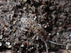 Orchesella villosa