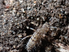 Orchesella villosa