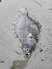 Platichthys stellatus