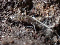 Orchesella villosa