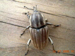 Sphenophorus aequalis
