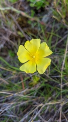 Crocanthemum brasiliense