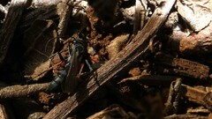 Liris subtessellatus