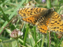 Melitaea didyma