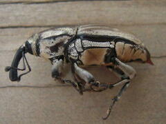 Sphenophorus aequalis