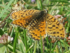 Melitaea didyma