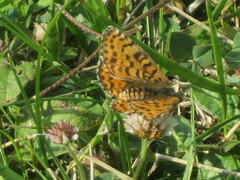 Melitaea didyma