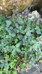 Urtica chamaedryoides