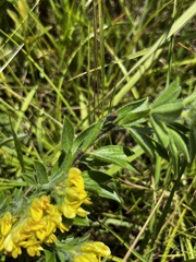 Leobordea