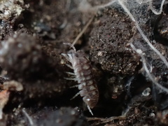 Armadillidium