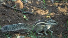 Funambulus pennantii