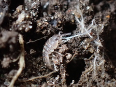 Armadillidium