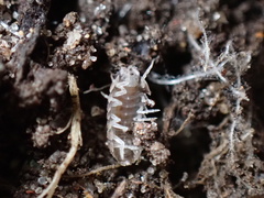 Armadillidium