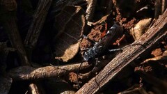 Liris subtessellatus