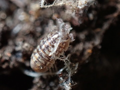 Armadillidium