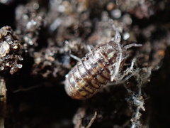 Armadillidium