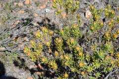 Leucadendron modestum