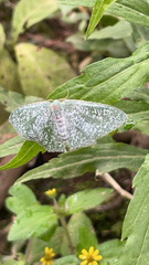 Chloropteryx opalaria