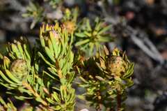 Leucadendron modestum
