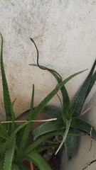 Dendrelaphis tristis