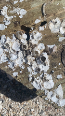 Amphibalanus amphitrite