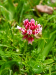 Trifolium polymorphum